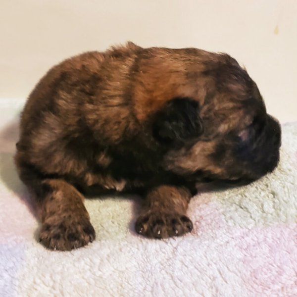 Bridgemont Family Farms Puppies Bouvier Des Flandres