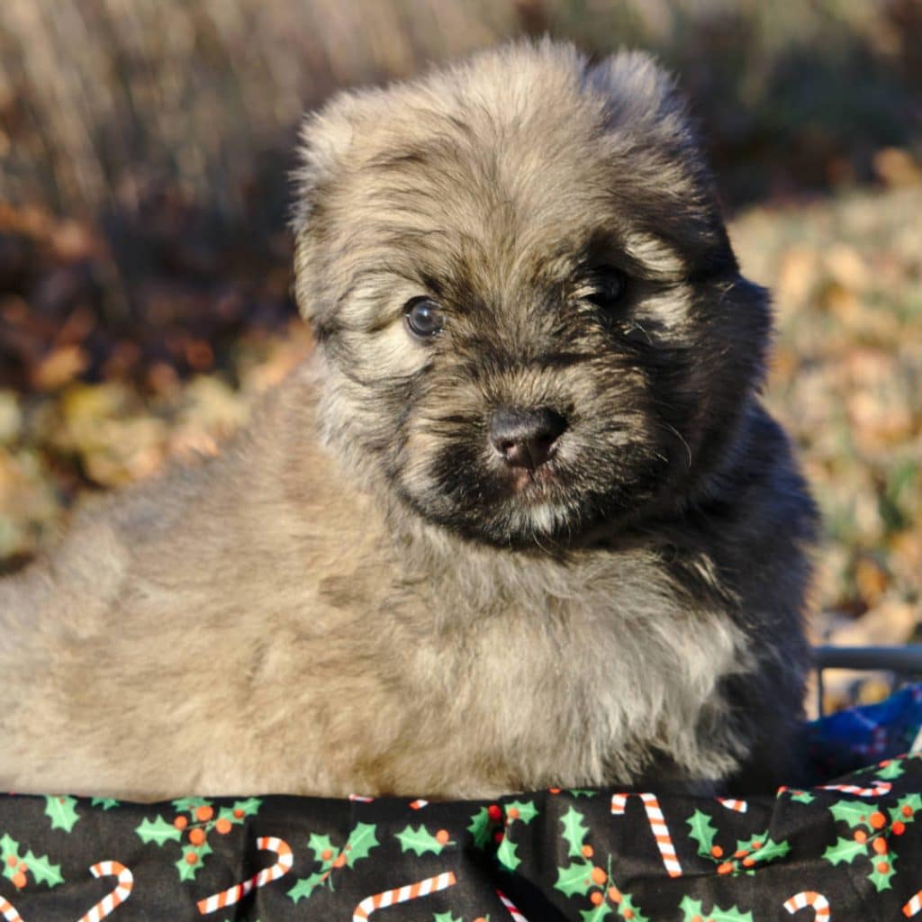 the-bouvier-des-flandres-four-coats-colors-bridgemont-family-farms